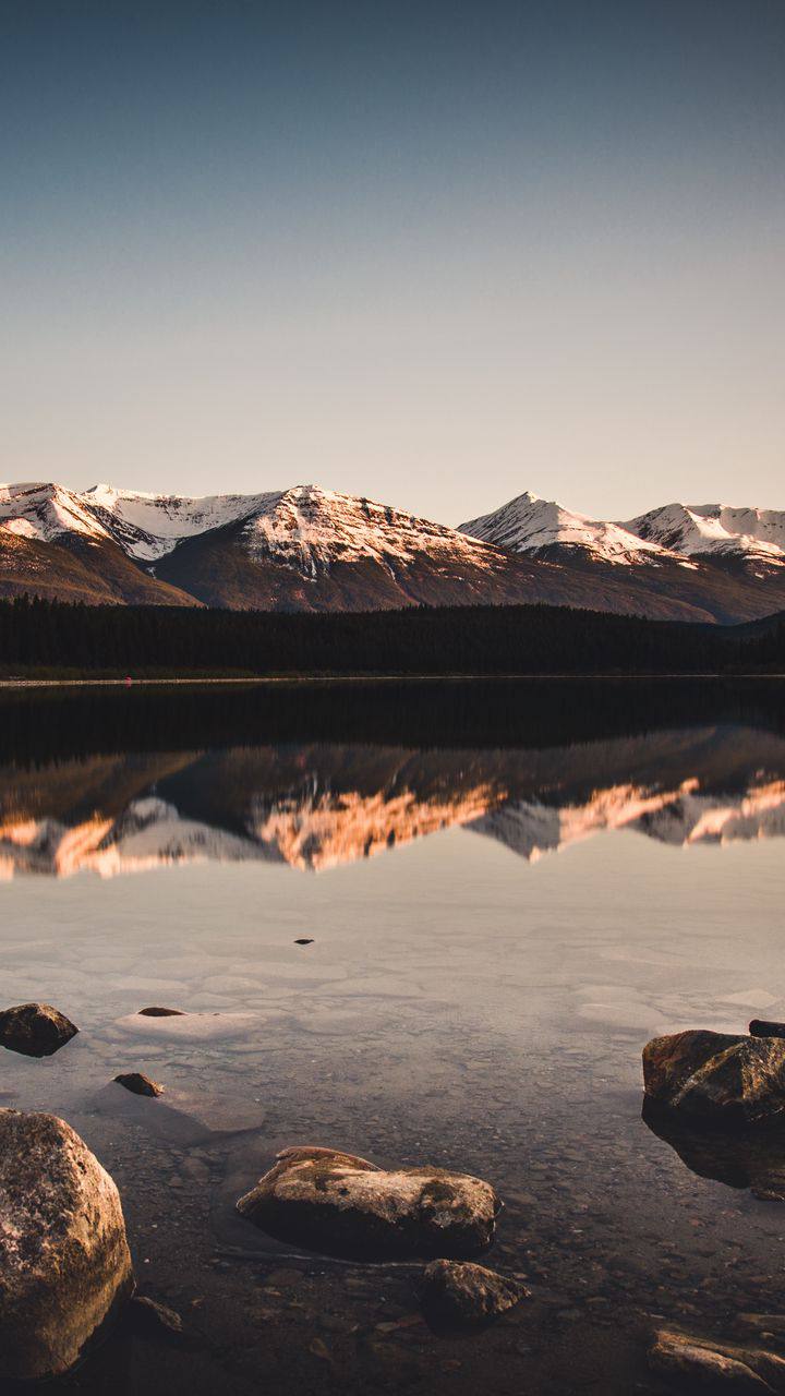 Mono en la naturaleza