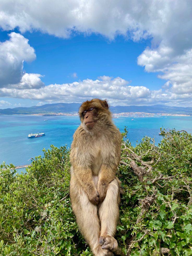 Mono en la naturaleza